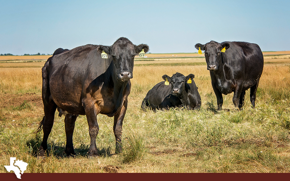 Reason #5 The Breed of Cattle